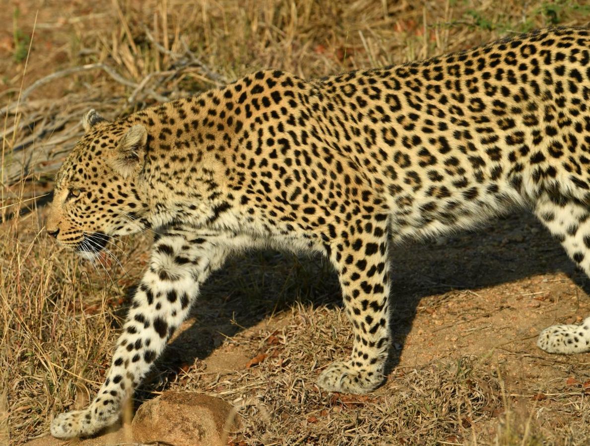Bona Ngwenya Lodge & Safaris Marloth Park Luaran gambar