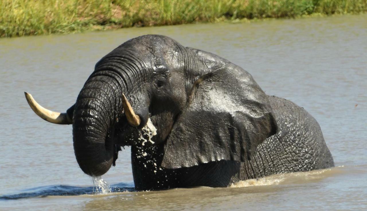 Bona Ngwenya Lodge & Safaris Marloth Park Luaran gambar