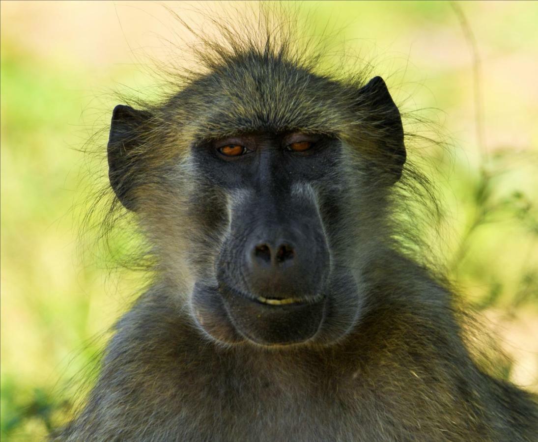 Bona Ngwenya Lodge & Safaris Marloth Park Luaran gambar