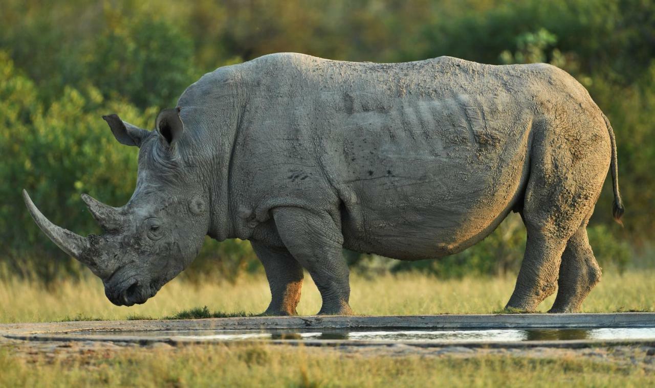 Bona Ngwenya Lodge & Safaris Marloth Park Luaran gambar