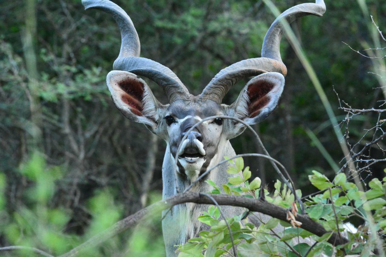 Bona Ngwenya Lodge & Safaris Marloth Park Luaran gambar