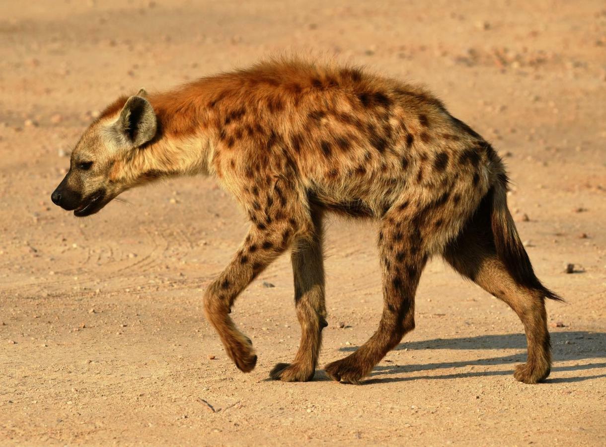 Bona Ngwenya Lodge & Safaris Marloth Park Luaran gambar