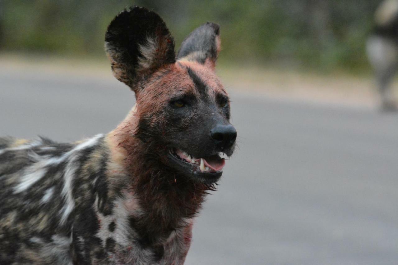 Bona Ngwenya Lodge & Safaris Marloth Park Luaran gambar