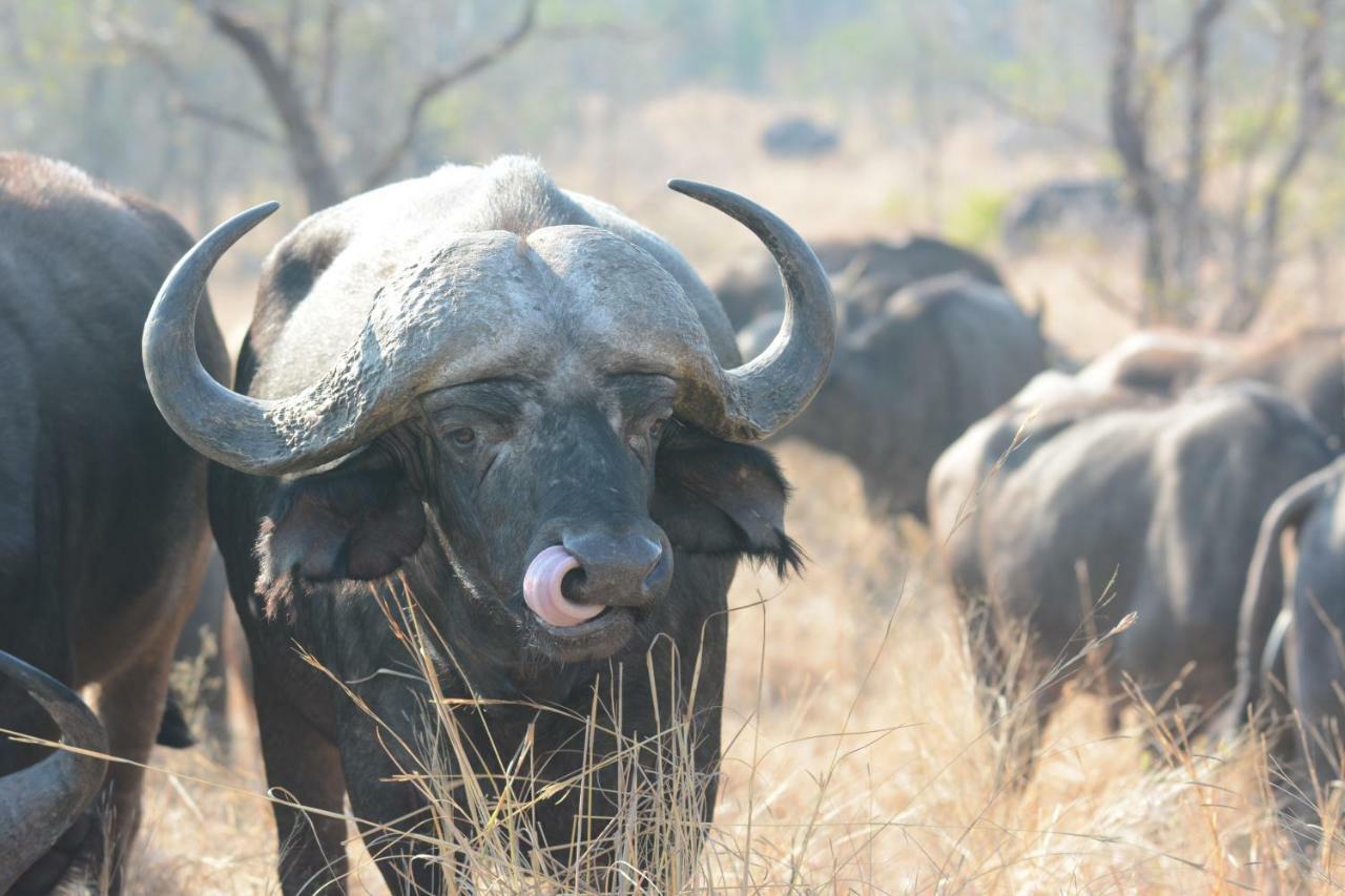 Bona Ngwenya Lodge & Safaris Marloth Park Luaran gambar