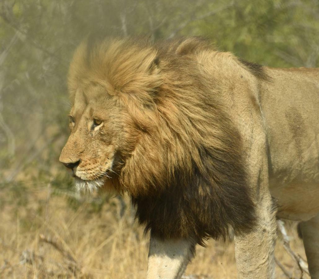 Bona Ngwenya Lodge & Safaris Marloth Park Luaran gambar